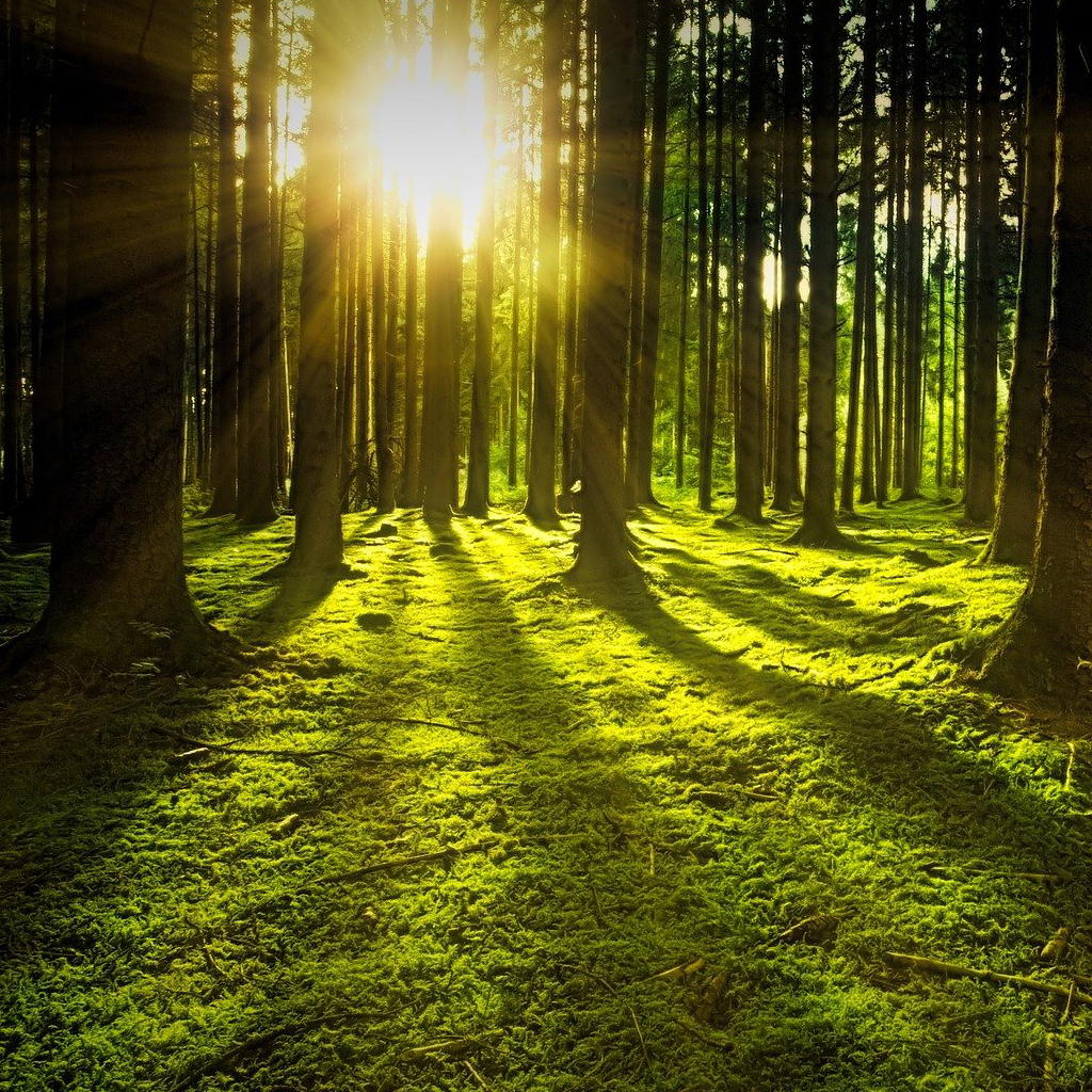 Sonnenstrahlen durchleuchten einen moosbedeckter Wald